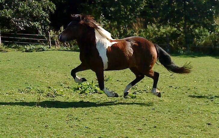Islænder Embla fra Vesterlund - så dejlig er min pony. :D<3 billede 1