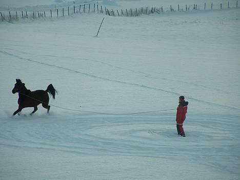 Traver Queen PEPITA - Vi longerer litt i snøen, og det er kjempegøy billede 6