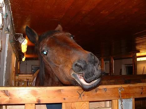 Traver Queen PEPITA - Er kveldsmaten forsen i kveld deres majestet? billede 7