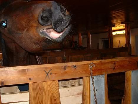 Traver Queen PEPITA - For en smuk munn billede 8