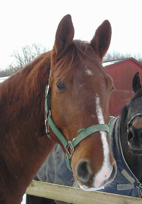 Frederiksborg Elstedsgårds Cavallo billede 1