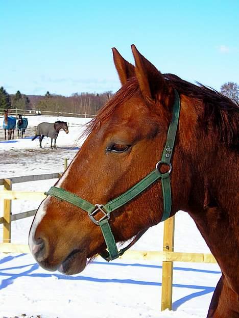 Frederiksborg Elstedsgårds Cavallo billede 2