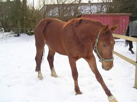 Frederiksborg Elstedsgårds Cavallo billede 4