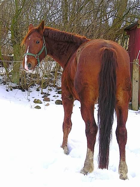 Frederiksborg Elstedsgårds Cavallo billede 3