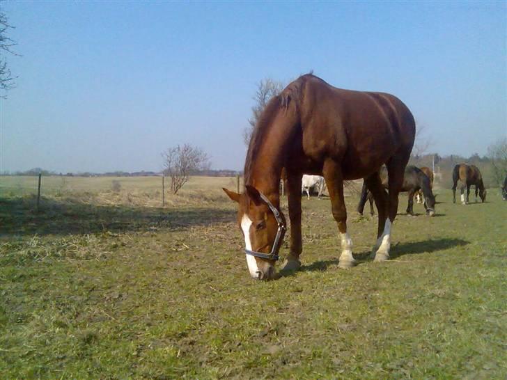 Dansk Varmblod cistel - min dejlige pige billede 1