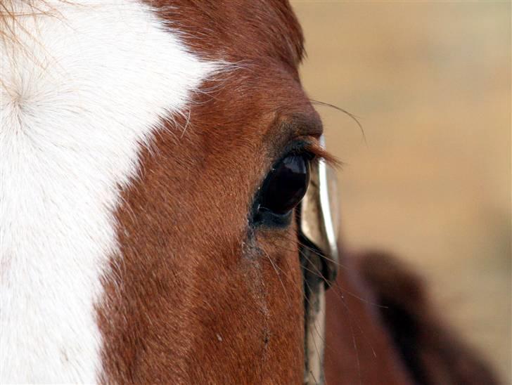 Dansk Varmblod cistel - det er mig og min lillebror billede 2
