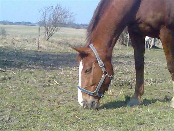 Dansk Varmblod cistel - det stormer billede 3