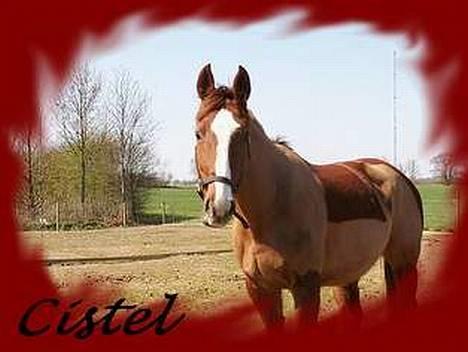 Dansk Varmblod cistel billede 4