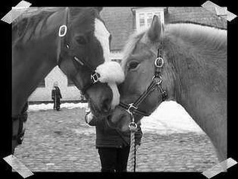 Dansk Varmblod cistel - jeg elsker Jolly billede 5