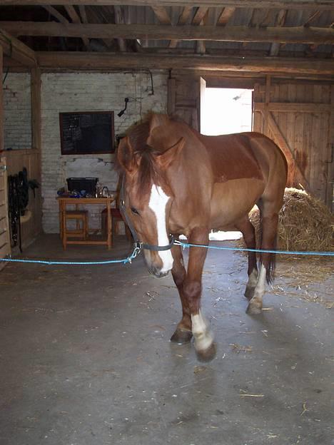 Dansk Varmblod cistel - sikke en tike prinssese billede 6