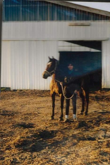 Anden særlig race VlietstedeBrilliantIdris billede 5