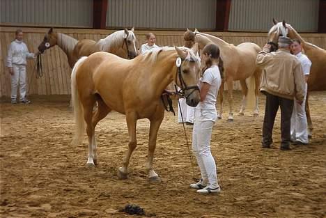 Palomino Adeno - Kåring i PSA 2003 billede 1