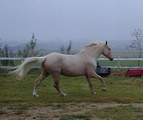 Palomino Adeno billede 2