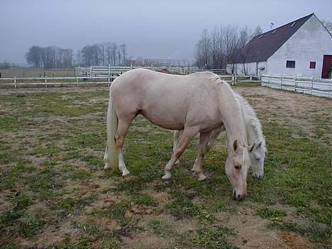 Palomino Adeno billede 3