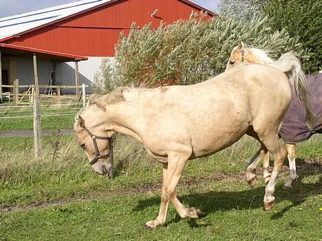 Palomino Adeno - ikke så tæt på woody billede 4