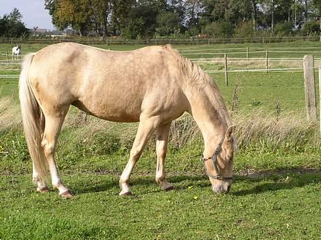 Palomino Adeno billede 5