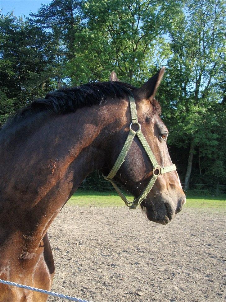 Oldenborg Tarzan Anholm - Jeg ved godt mine billeder er uskarpe, men de bliver skiftet ud efterhånden der kommer nogle bedre... (de er taget med min mobil tlf.) billede 1