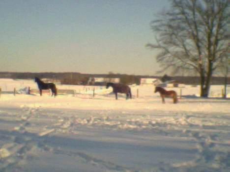 Oldenborg Tarzan Anholm - Trekløveret på fold ( Tarzan i midten Locket foran og Draumür (islænder) bagerst) de tre deler stald i det vi kalder "den gamle kostald" billede 2