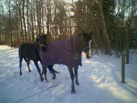 Oldenborg Tarzan Anholm - Tazzen og Locker med Draumür i bagrunden billede 3