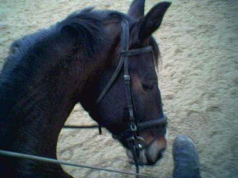 Oldenborg Tarzan Anholm - min lille tozze som kun jeg ser ham hver dag :-) billede 4