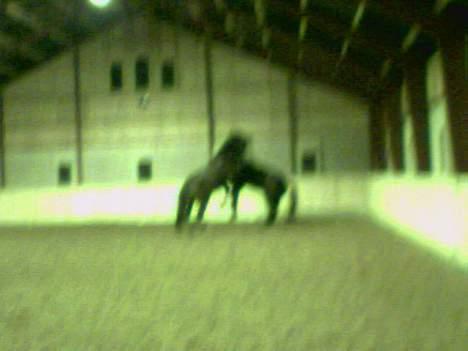 Oldenborg Tarzan Anholm - Så er der dømt vild leg i ridehuset... :-) billede 5