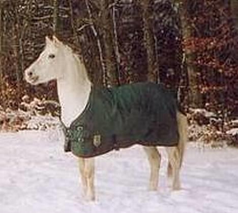 Connemara twiggi munkholm billede 10