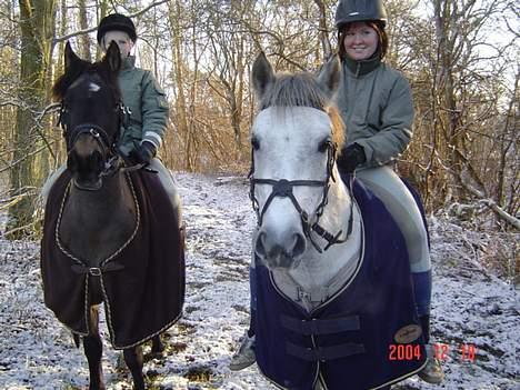 Anden særlig race Plaisir SOLGT - Plaisir, cooper i baggrunden billede 5