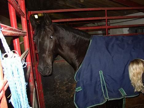 Anden særlig race Blackie(black beauty) billede 2