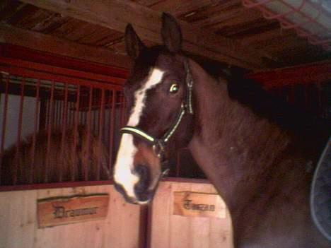 Oldenborg Tarzan Anholm - så skal vi bare have hovedtøj på... så er vi klar! billede 6