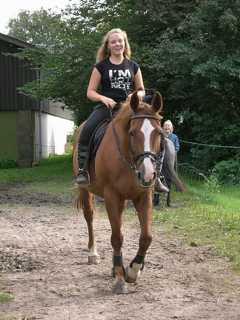 Dansk Varmblod cistel - (Et af de billeder jeg lovede dig Cille) - Christina billede 7