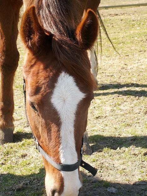 Dansk Varmblod cistel billede 8