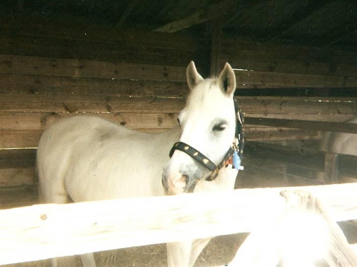 Dartmoor † Donna af stegstedgård † - Dyreskuet 2003 billede 6