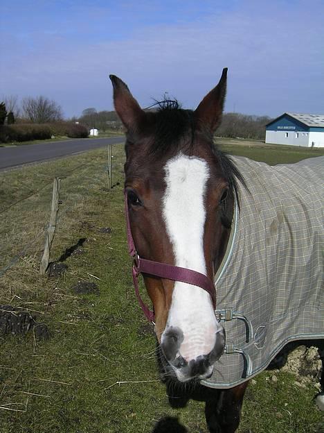 Anden særlig race Flika Solgt. - Taget Søndag d. 20. marts 2005 billede 4