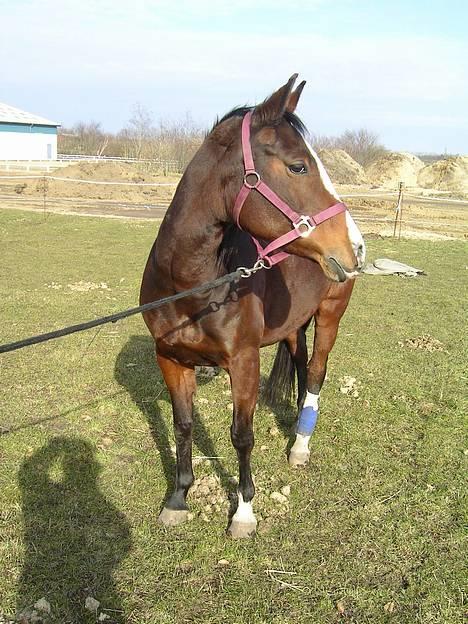 Anden særlig race Flika Solgt. - Taget Søndag d. 20. marts 2005 - Smed Dæknet for Fotografen ! Med Bandage om benet for hendes Sår på piben billede 5