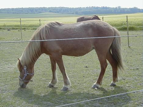 Islænder Aldis Fra Lundebakkegård billede 6