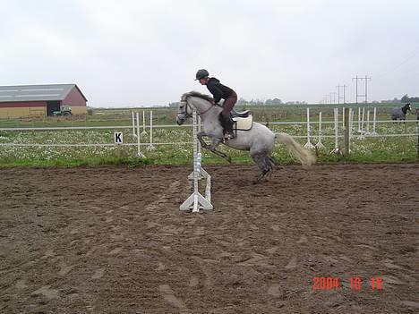 Anden særlig race Plaisir SOLGT - Fiin skimle billede 7