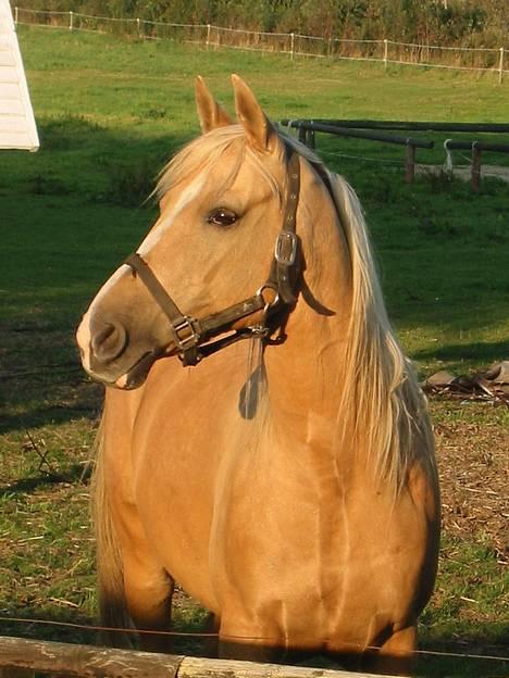 Palomino Soles Amigo - vild hesten amigo.. hehe.. billede 1