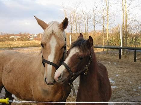 Palomino Soles Amigo - "heysa lille baby" amigo og pikaso.. de er så søde sammen.. billede 2