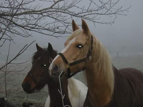 Palomino Soles Amigo - amigo og hans lille kæreste tekla billede 4