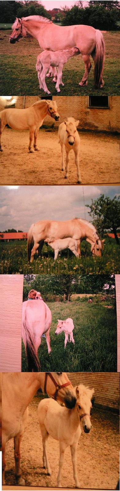 Fjordhest Funny - R.I.P <3 - Ponyen som blyb, sååå cute.. :D  - taget i 1995-1996 billede 5