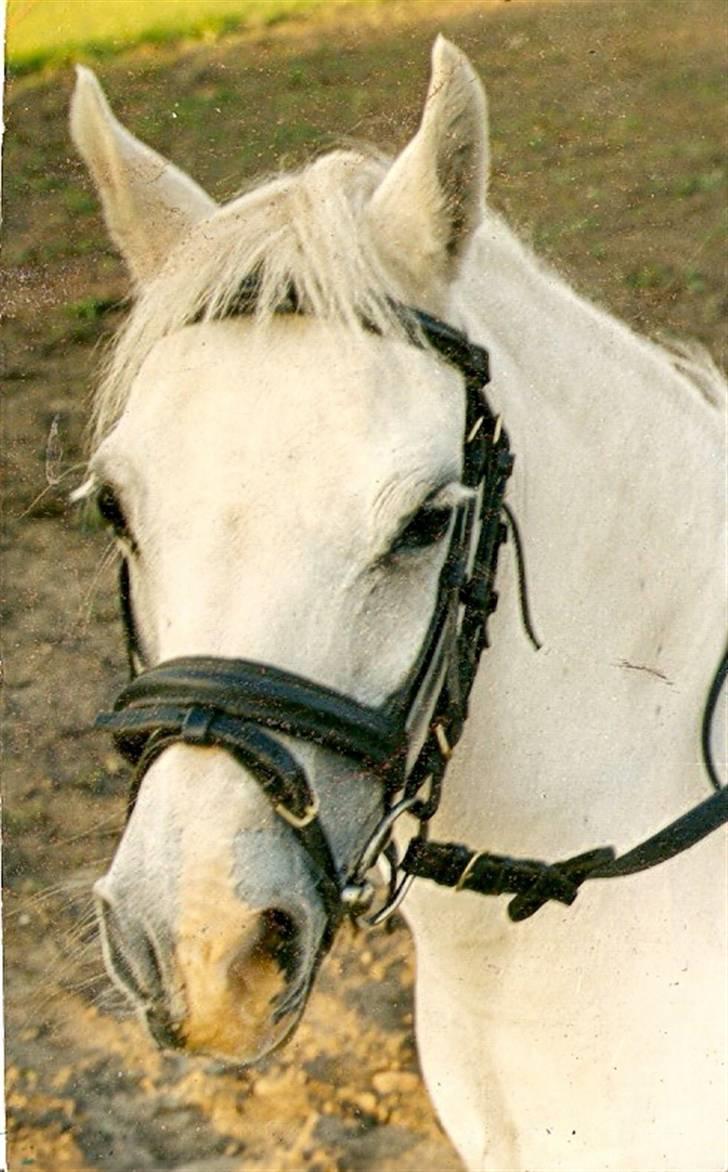 Dartmoor † Donna af stegstedgård † - Donna´s hoved billede 7