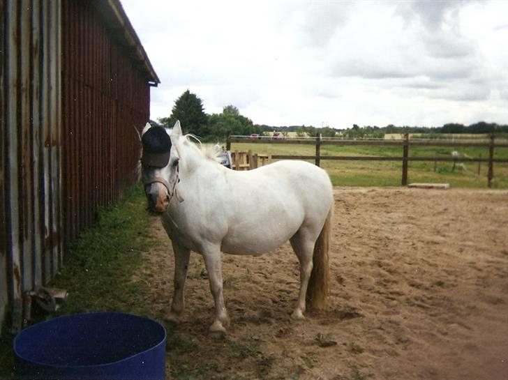 Dartmoor † Donna af stegstedgård † - Donna med kasket billede 8