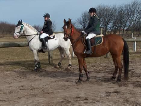 Knabstrupper Zeus R.I.P - vores første stævne.. ved siden af sarima.. billede 1