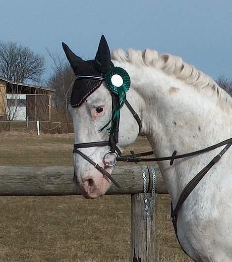 Knabstrupper Zeus R.I.P - er han ikke dejlig.. billede 2