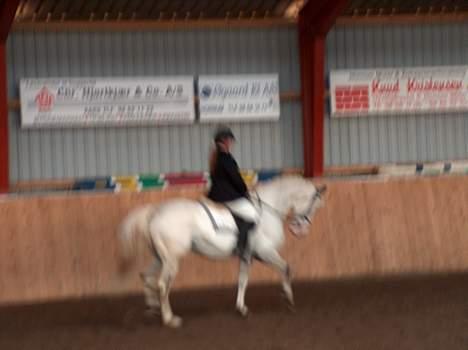 Knabstrupper Zeus R.I.P - lidt sløret men synes at han ser godt ud.. billede 4