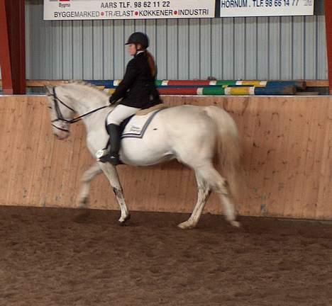 Knabstrupper Zeus R.I.P - er han ikke kær... billede 5