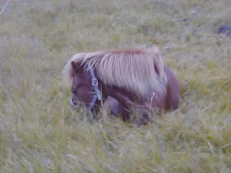 Islænder Aldis Fra Lundebakkegård billede 7