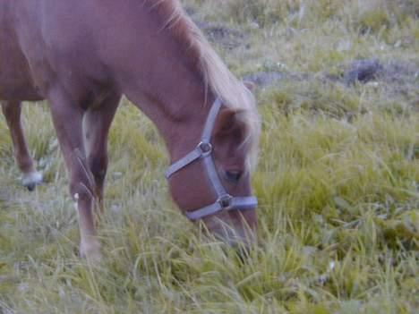 Islænder Aldis Fra Lundebakkegård billede 8