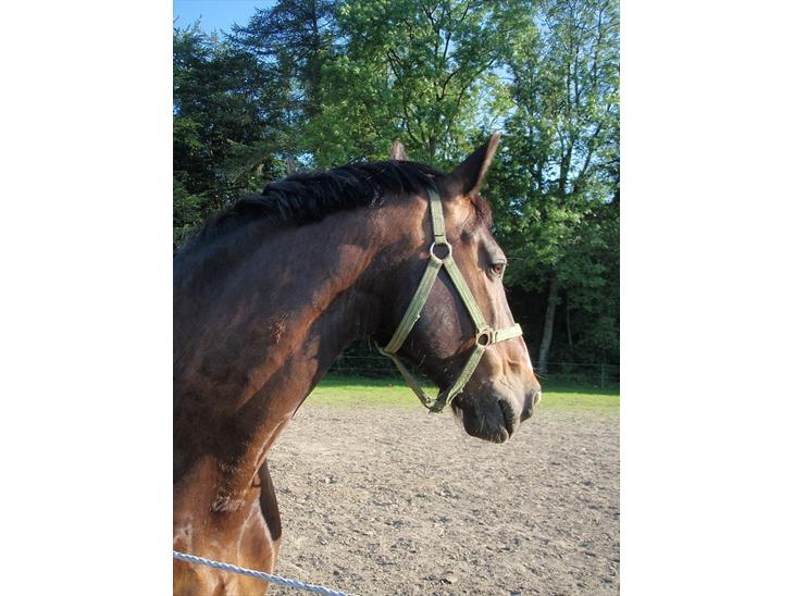 {{currentPhoto.altText}} billede {{currentPhoto.number}}