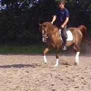 Arabisk fuldblod (OX) Marsipan ox Solgt